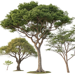 outside trees landscaped shapes cutout backgrounds png nature greenery design png outdoor scenery elements png garden landscape cutout png tree shapes png natural backgrounds png transparent image
