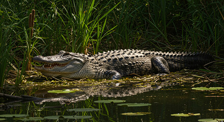 Alligator resting near water's edge