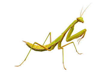 Green praying mantis insect with long legs and antennae isolated on a transparent background