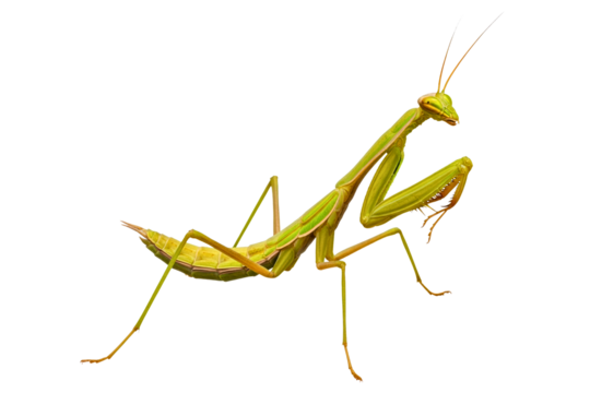 Green praying mantis insect with long legs and antennae isolated on a transparent background