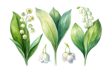 set of watercolor Lily Of The Valley Branch vector illustration isolated on white background