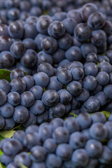 blue grapes on the vine