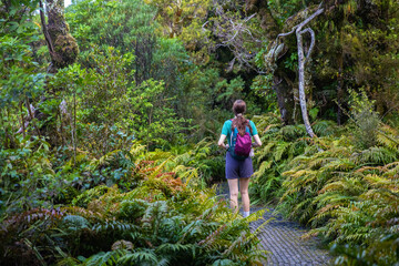 Fototapeta premium Hiker woman walks through magical twisted beech tree forest with ferns on the trail to Dawson Falls, Egmont National Park, North Island, New Zealand