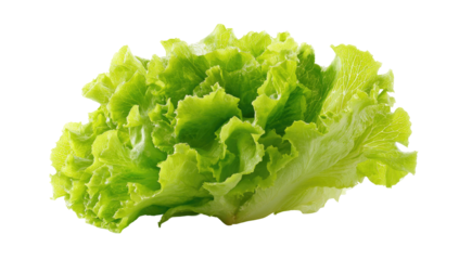 Close-up of a head of fresh, vibrant green lettuce