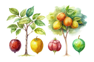watercolor jujube tree vector illustration isolated on white background