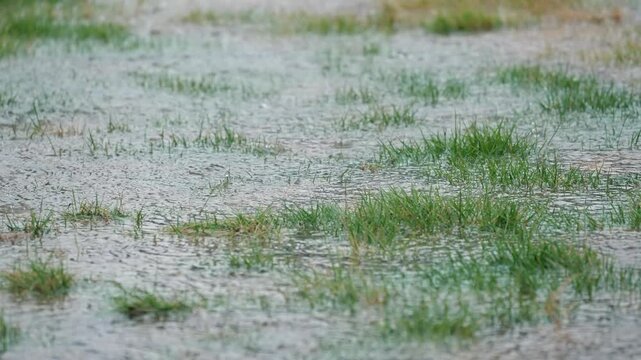 Heavy rain causing deep puddles and flooding on backyard green lawn.
