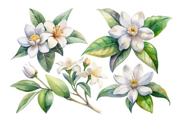 set of watercolor Jasmine Branch vector illustration isolated on white background