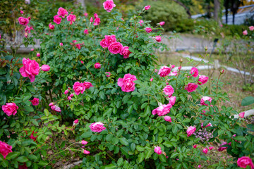 Fototapeta premium 満開のピンクの薔薇が咲き誇る庭園