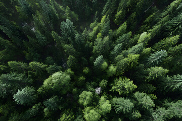 Stunning Aerial Forest Shots: Captivating Views of Verdant Trees, Diverse Wildlife, and Ethereal Landscapes with Vibrant Canopies from High Above