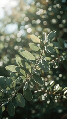 Green Leaves and Branch Under Sunny Light - Nature and Botanical Background with Blurred Flora Shadows and Texture Close-up Photography Outdoors