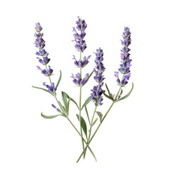 Obraz premium Close-up of lavender sprigs