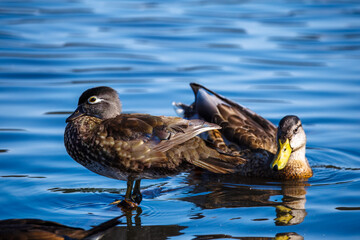 A brown duck with a black head and a yellow ring around its eye stands in shimmering blue water, with another duck's visible in the background.