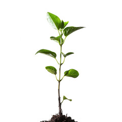 Fototapeta premium Young plant sprout, vibrant green leaves