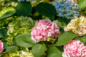 色とりどりの紫陽花の花が咲く夏の庭