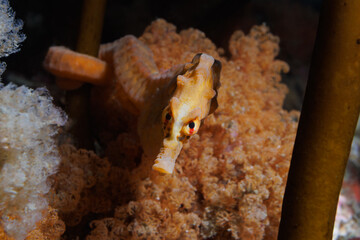 Bigbelly Seahorse (Hippocampus abdominalis) - While night diving at Rocky Bay, Titahi Bay, Wellington, New Zealand.
