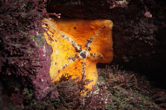 Ambush Sea Star (Stegnaster inflatus) - While night diving at Rocky Bay, Titahi Bay, Wellington, New Zealand.