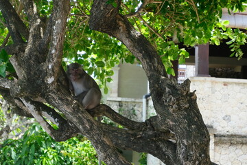 A monkey sits in a tree eating fruit near a traditional structure with a sloped roof, surrounded by green leaves and nature.