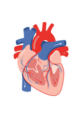 Anatomical diagram of a human heart showing blood circulation with red arteries and blue veins.