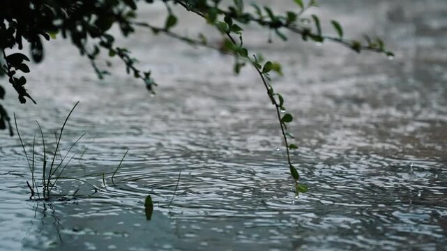 Gentle rain falling on garden pond with green leaves and water ripples.