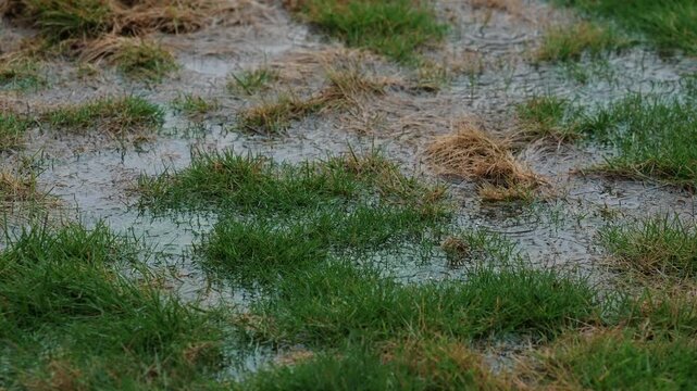 Heavy rain causing deep puddles and flooding on backyard green lawn.