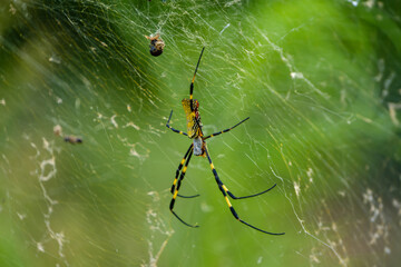 巣の中央に構えるジョロウグモの姿