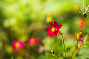 Close-up of a vibrant red flower with a yellow center against a blurred green background from Puerto Rico.