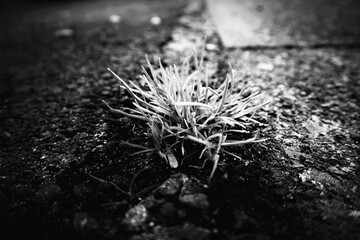 道端に生える雑草