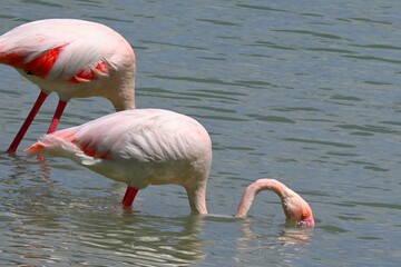 pink flamingo in the water