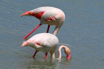 pink flamingos in water