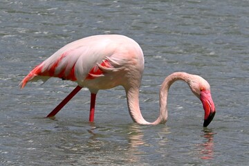 pink flamingo in the water
