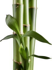Obraz premium Realistic Bamboo Stems 