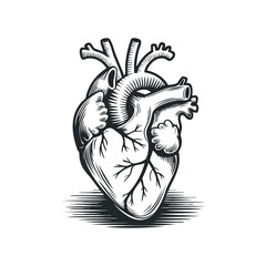 Engraving style drawing depicting a human heart on a white background