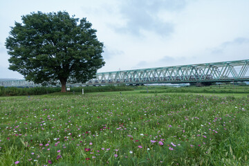 コスモス畑と大きな木と鉄橋