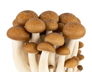 Obraz premium mushrooms isolated on white background