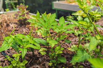 A vibrant garden scene with various green plants growing in rich soil and surrounded by mulch, showcasing lush foliage and healthy growth from Puerto Rico.