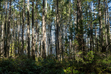 Fototapeta premium trees in the forest