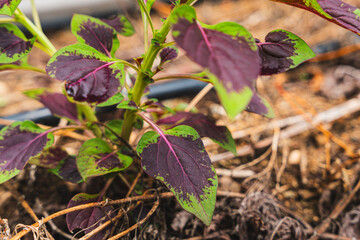 Close-up of a plant with green and purple leaves growing in a garden from Puerto Rico.