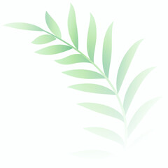 Fototapeta premium minimal soft green leaves on white background design
