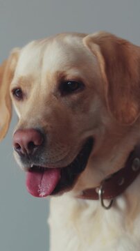 A group of delightful and friendly Yellow Labrador Retrievers posing in a studio setting