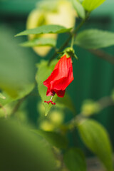 Close-up of a red hibiscus flower with green leaves in the background from Puerto Rico.