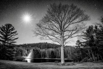 Night scene of a tree by a lake under a starry sky