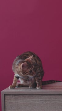 An Adorable Playful Cat Engaged in Grooming Activities on a Beautiful Wooden Surface