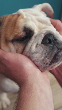 An Adorable Bulldog Being Cuddled and Cherished by its Beloved Owner and Caregiver