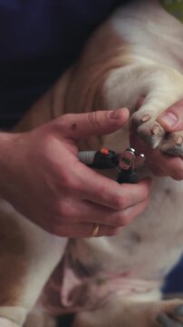 Dog nail trimming is crucial for pet care, promoting health and offering bonding opportunities