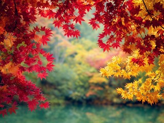 紅葉と黄葉が彩るカエデの風景