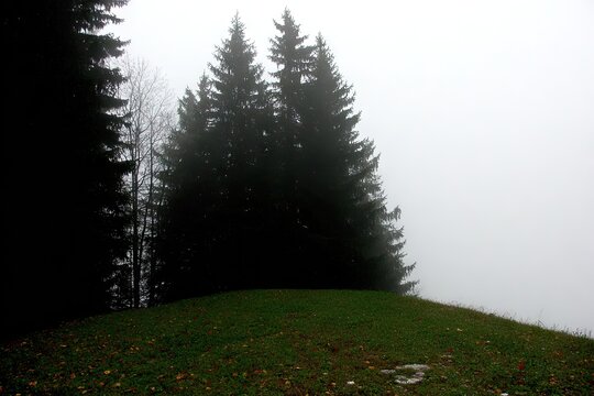Misty hilltop with dark evergreens