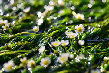 梅花藻の白い花