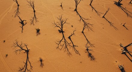 Aerial View of Unique Desert Landscape Featuring Dying Trees and Shadows on Vibrant Sandy Terrain