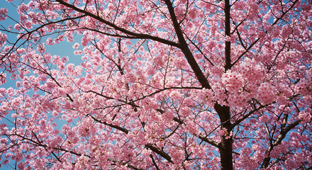 Sakura Flower Blooming Against Clear Blue Sky &ndash; Spring Cherry Blossom Wallpaper