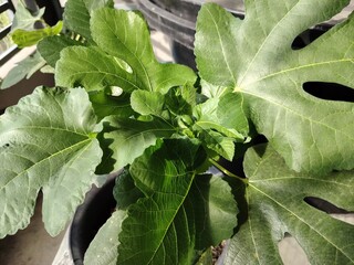 The fig tree or buah tin in Malaysia. The fig is the edible fruit and trust to be one of sacred fruit by Muslim. The leaves can be dried up to make tea.